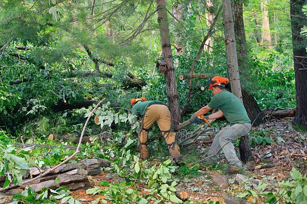 Best Stump Grinding Near Me  in Rochelle, IL